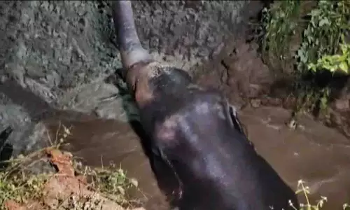 ओडिशा में कुएं में फंसे हाथी को रात में नाटकीय ऑपरेशन से बचाया गया ओडिशा में कुएं में फंसे हाथी को रात में नाटकीय ऑपरेशन से बचाया गया