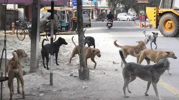 आवारा कुत्तों का मुद्दा; केरल ने सुप्रीम कोर्ट से माफ़ी मांगी, हलफ़नामा पेश किया