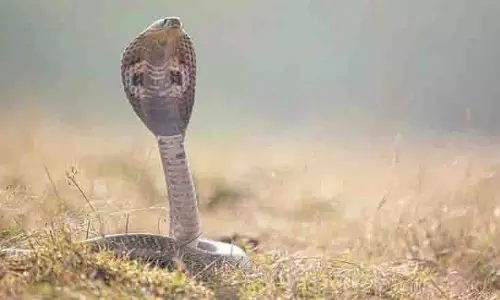 UP में खेत से पकड़े गए कोबरा के साथ खेलते समय व्यक्ति को कई बार काटा UP में खेत से पकड़े गए कोबरा के साथ खेलते समय व्यक्ति को कई बार काटा