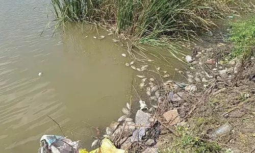 झील में सीवेज का पानी: मछलियों की मौत झील में सीवेज का पानी: मछलियों की मौत