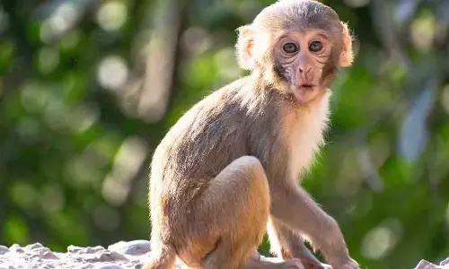 घोड़बंदर में बिजली से झुलसे बंदर को बचाया गया, पशु अस्पताल में इलाज जारी