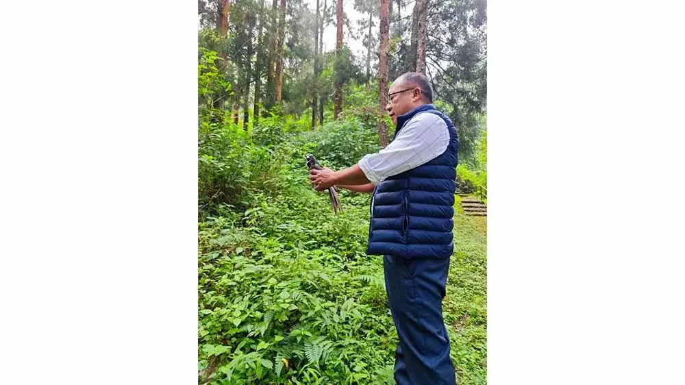 Nagaland की एशियाई कोयल को कोहिमा में बचाया गया Nagaland की एशियाई कोयल को कोहिमा में बचाया गया
