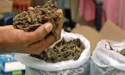 Visakhapatnam में 5.21 करोड़ रुपये मूल्य का मारिजुआना नष्ट किया गया