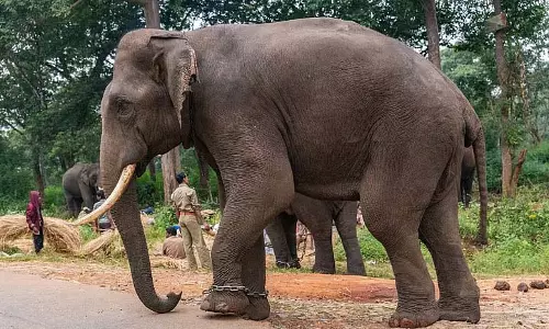 Jhargram में हाथियों के हमले से सर्दियों के अनाज को नुकसान Jhargram में हाथियों के हमले से सर्दियों के अनाज को नुकसान