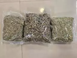 Mumbai:एयरपोर्ट पर DRI का बड़ा एक्शन, जांच में जब्त किया 42 KG हाइड्रोपोनिक वीड Mumbai:एयरपोर्ट पर DRI का बड़ा एक्शन, जांच में जब्त किया 42 KG हाइड्रोपोनिक वीड