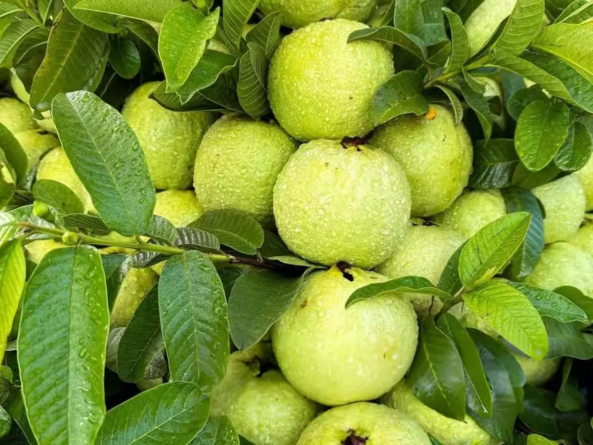 इतना गुस्सा क्यों? फल के लिए महायुद्ध इतना गुस्सा क्यों? फल के लिए महायुद्ध