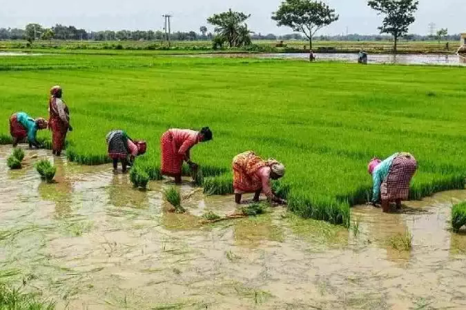 Tamil Nadu में कुरुवई धान की खरीद पूरी होने को, बारिश से प्रभावित किसानों ने उठाई आवाज़ Tamil Nadu में कुरुवई धान की खरीद पूरी होने को, बारिश से प्रभावित किसानों ने उठाई आवाज़