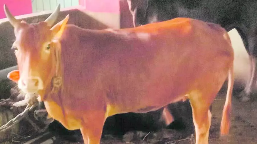 मलनाडु छोटी नस्ल के मवेशियों के संरक्षण के लिए एक FPO मलनाडु छोटी नस्ल के मवेशियों के संरक्षण के लिए एक FPO