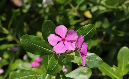रूसी और खुजली से छुटकारा दिलाएंगे सदाबहार के फूल, बालों का टूटना भी होगा कम रूसी और खुजली से छुटकारा दिलाएंगे सदाबहार के फूल, बालों का टूटना भी होगा कम