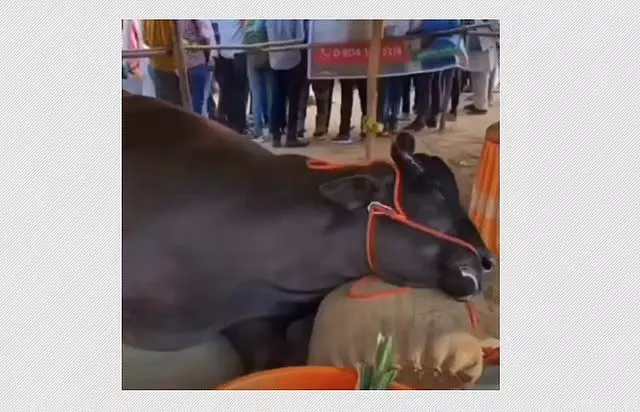 Rajasthan : 21 करोड़ की भैंस प्रदर्शनी में सबका ध्यान खींचने के बाद मर गई Rajasthan : 21 करोड़ की भैंस प्रदर्शनी में सबका ध्यान खींचने के बाद मर गई