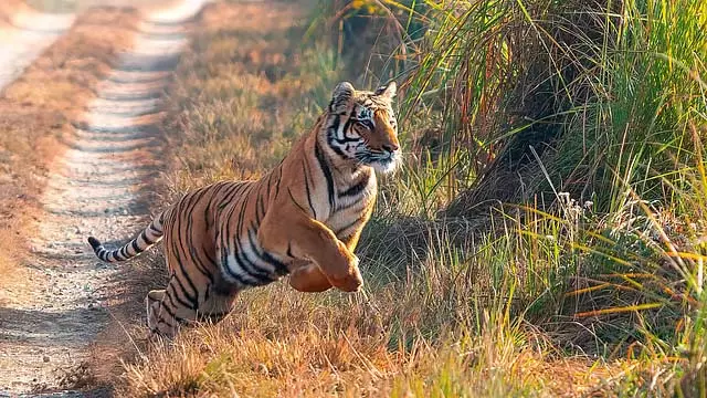 UP : टाइगर ने सफारी गाड़ी पर छलांग लगाई, परिवार बाल-बाल बचा UP : टाइगर ने सफारी गाड़ी पर छलांग लगाई, परिवार बाल-बाल बचा