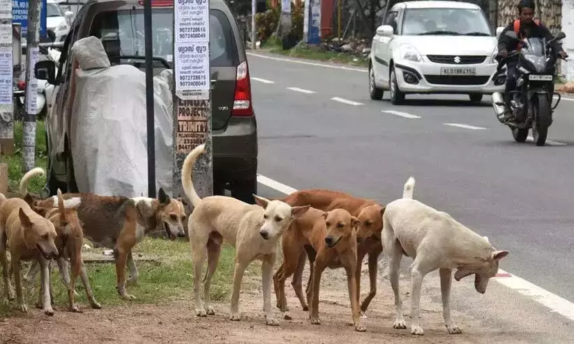 आवारा कुत्ते का हमला; छह लोगों को काटा आवारा कुत्ते का हमला; छह लोगों को काटा