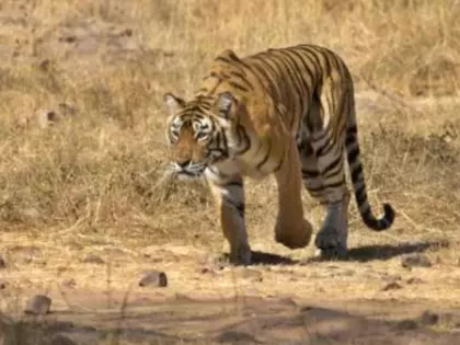 कर्नाटक के CM बाघों के खतरे पर बैठक करेंगे कर्नाटक के CM बाघों के खतरे पर बैठक करेंगे