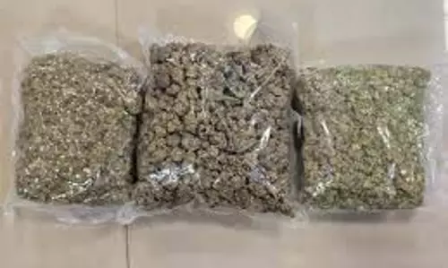 Mumbai:एयरपोर्ट पर DRI का बड़ा एक्शन, जांच में जब्त किया 42 KG हाइड्रोपोनिक वीड