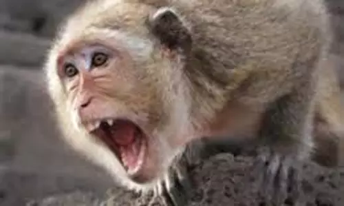 Khandwa : बंदरों के हमले में 40 लोग घायल, ग्रामीण दहशत में