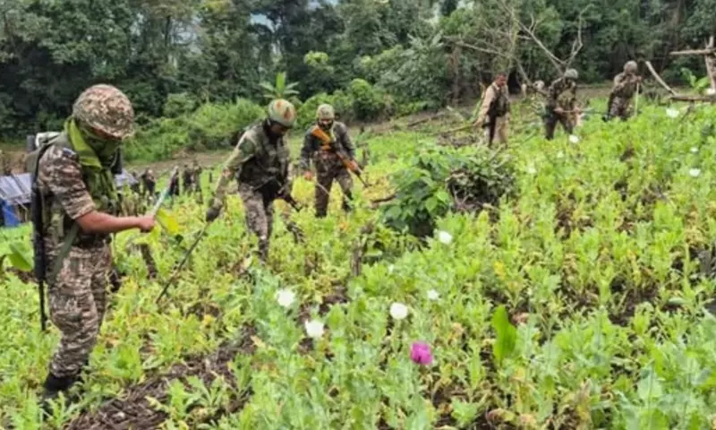 Manipur: सुरक्षा बलों ने कांगपोकपी जिले में 30 एकड़ अवैध अफीम की खेती नष्ट की