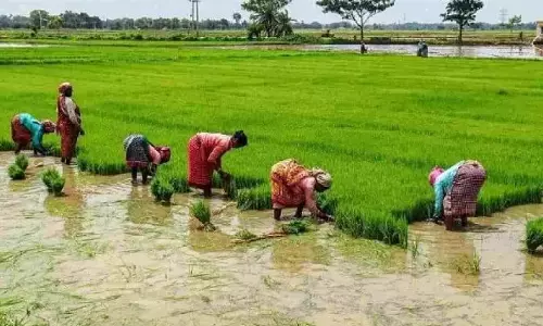 Tamil Nadu में कुरुवई धान की खरीद पूरी होने को, बारिश से प्रभावित किसानों ने उठाई आवाज़ Tamil Nadu में कुरुवई धान की खरीद पूरी होने को, बारिश से प्रभावित किसानों ने उठाई आवाज़