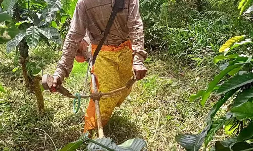 कॉफी बागान: मजदूरों के प्रति बागान मालिकों का मूड - एजेंट इधर-उधर घूम रहे