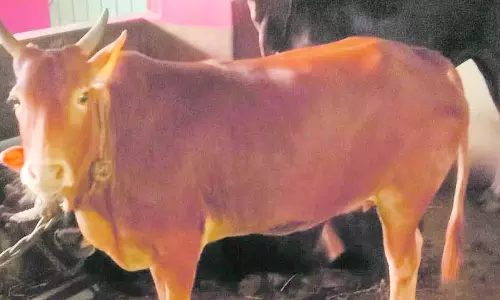 मलनाडु छोटी नस्ल के मवेशियों के संरक्षण के लिए एक FPO