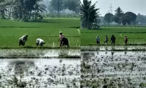 डेल्टा के किसान Samba सीजन के लिए बेहतर खरीद नीतियों की मांग कर रहे डेल्टा के किसान Samba सीजन के लिए बेहतर खरीद नीतियों की मांग कर रहे