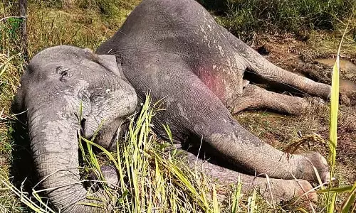 Khanapur : बिजली का करंट लगने से दो जंगली हाथियों की मौत हो गई