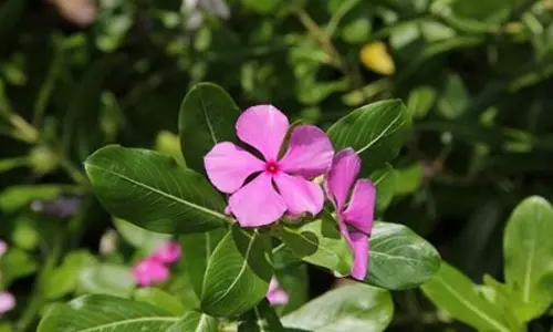 रूसी और खुजली से छुटकारा दिलाएंगे सदाबहार के फूल, बालों का टूटना भी होगा कम रूसी और खुजली से छुटकारा दिलाएंगे सदाबहार के फूल, बालों का टूटना भी होगा कम