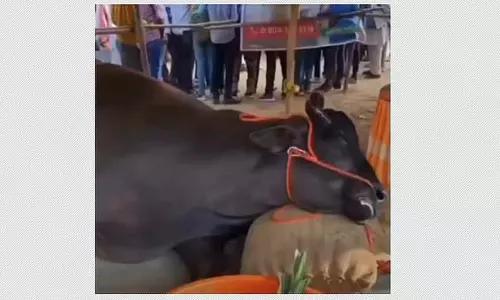 Rajasthan : 21 करोड़ की भैंस प्रदर्शनी में सबका ध्यान खींचने के बाद मर गई Rajasthan : 21 करोड़ की भैंस प्रदर्शनी में सबका ध्यान खींचने के बाद मर गई