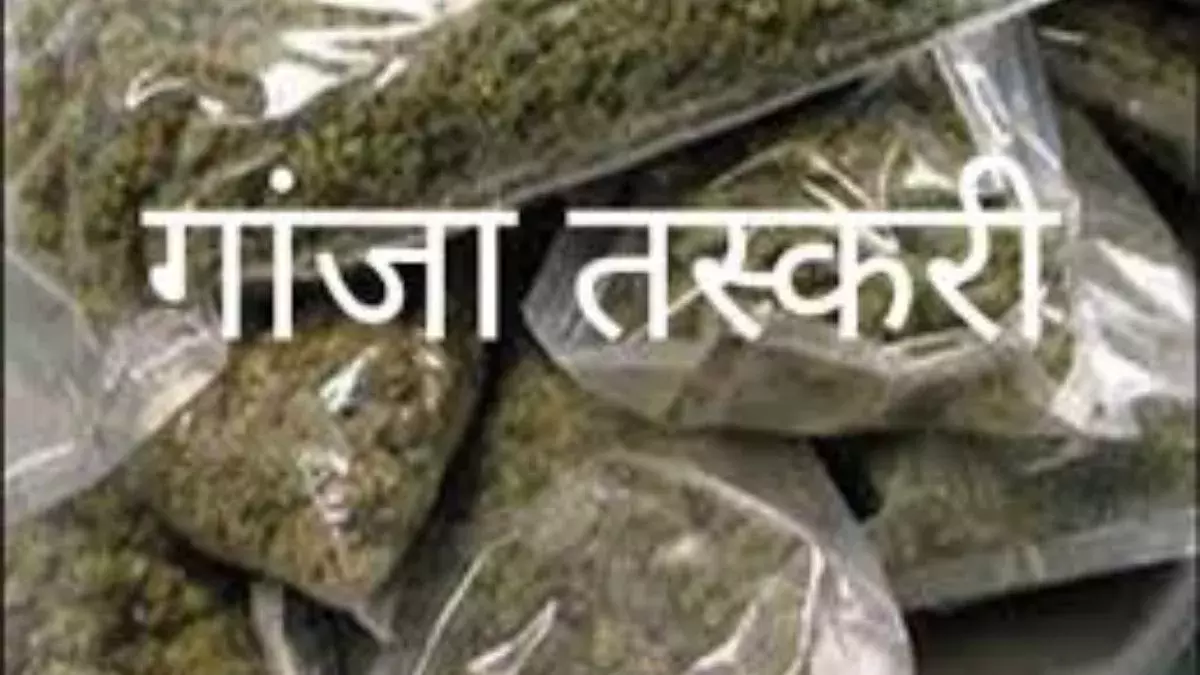 Hodall: हरियाणा पुलिस ने गांजा तस्करी का बड़ा नेटवर्क किया ध्वस्त
