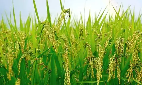 Kerala : बंजर ज़मीन से सौ फ़सलें पैदा होती Kerala : बंजर ज़मीन से सौ फ़सलें पैदा होती