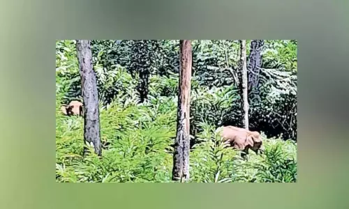 जंगली हाथियों की समस्या; चिन्नाकनाल और शांतनपारा पंचायतें संकट में