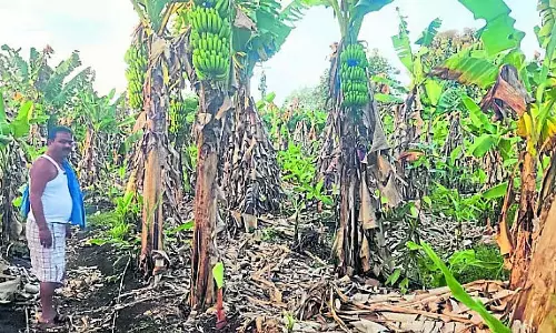 केले की कीमतें गिरीं: किसान चिंतित केले की कीमतें गिरीं: किसान चिंतित