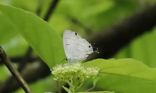 Sikkim में पहली बार देखी गई ब्लैक-स्पॉट रॉयल तितली Sikkim में पहली बार देखी गई ब्लैक-स्पॉट रॉयल तितली
