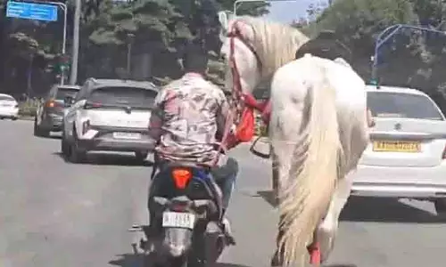 Bengaluru: एक व्यक्ति ने घोड़े को स्कूटर से बांधकर व्यस्त सड़क पर घसीटा Bengaluru: एक व्यक्ति ने घोड़े को स्कूटर से बांधकर व्यस्त सड़क पर घसीटा