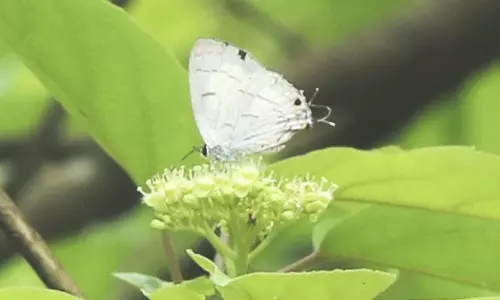 Sikkim में पहली बार ब्लैक-स्पॉट रॉयल तितली देखी गई