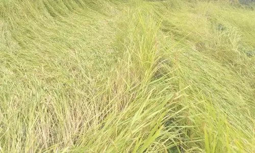 पश्चिम Sikkimमें बारिश से खड़ी फसलों को भारी नुकसान पश्चिम Sikkimमें बारिश से खड़ी फसलों को भारी नुकसान