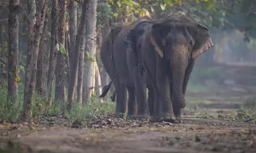 CITES ने वंतारा के उच्च मानकों और मजबूत भारतीय नियमों पर प्रकाश डाला