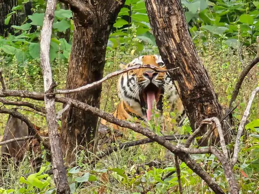 रातापानी टाइगर रिजर्व में बाघ का दुर्लभ दीदार, एक घंटे तक पर्यटकों संग दिखाई दी अठखेलियां