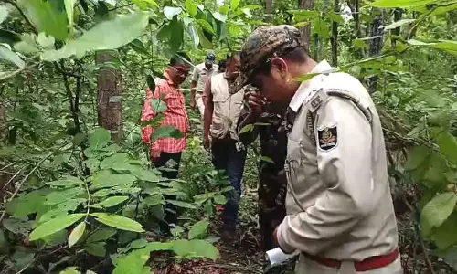 ओडिशा के क्योंझर संरक्षित वन में बाघ के पैरों के निशान देखे गए ओडिशा के क्योंझर संरक्षित वन में बाघ के पैरों के निशान देखे गए