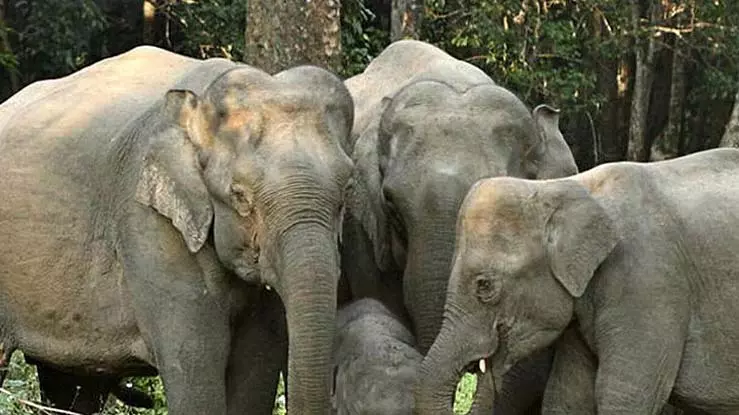 कुएं में गिरे 4 हाथी, वन विभाग की रेस्क्यू टीम पहुंची कुएं में गिरे 4 हाथी, वन विभाग की रेस्क्यू टीम पहुंची