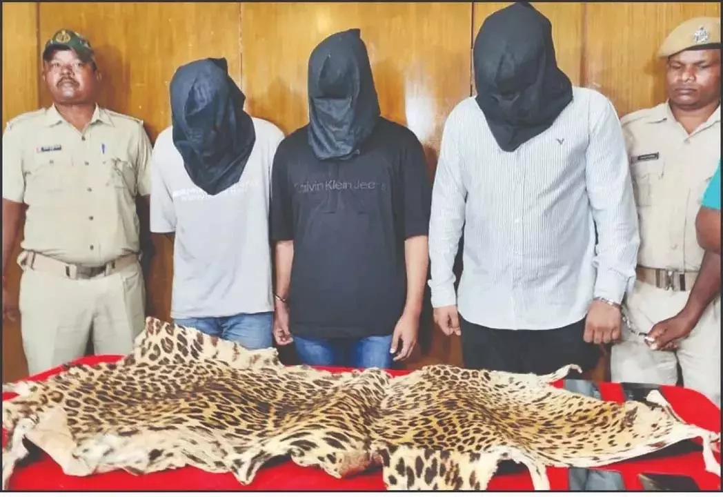 Odisha : राजधानी में बाघ की खाल की तस्करी करने वाले बड़े रैकेट का भंडाफोड़, तीन गिरफ्तार Odisha : राजधानी में बाघ की खाल की तस्करी करने वाले बड़े रैकेट का भंडाफोड़, तीन गिरफ्तार