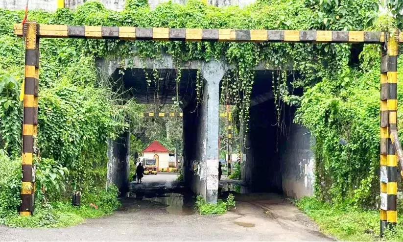 Kerala : काजुथुरूट्टी रेलवे अंडरपास जंगल से घिरा हुआ है और जीर्ण-शीर्ण अवस्था में Kerala : काजुथुरूट्टी रेलवे अंडरपास जंगल से घिरा हुआ है और जीर्ण-शीर्ण अवस्था में