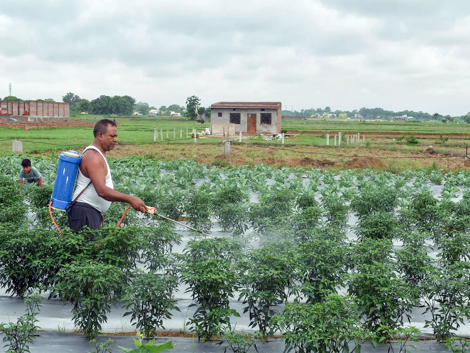 Kharif 2025: उर्वरक विभाग ने समय पर योजना से किसानों के लिए पर्याप्त यूरिया सुनिश्चित किया Kharif 2025: उर्वरक विभाग ने समय पर योजना से किसानों के लिए पर्याप्त यूरिया सुनिश्चित किया
