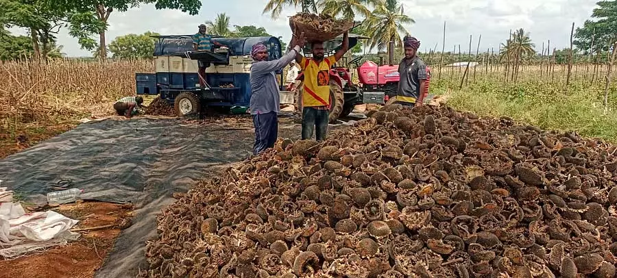 Vijayanagar : सूरजमुखी, मूंगफली खरीद केंद्र का उद्घाटन किया गया Vijayanagar : सूरजमुखी, मूंगफली खरीद केंद्र का उद्घाटन किया गया