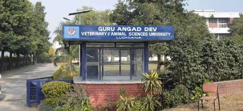 पशु चिकित्सा University के वैज्ञानिकों ने राष्ट्रीय कार्यक्रम में पुरस्कार जीते पशु चिकित्सा University के वैज्ञानिकों ने राष्ट्रीय कार्यक्रम में पुरस्कार जीते
