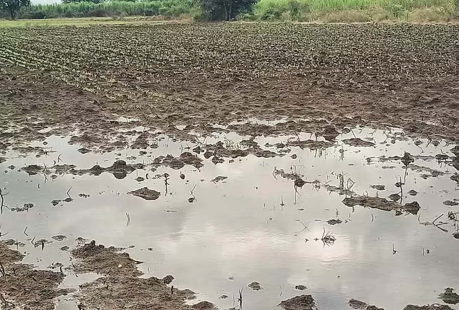 बारिश से सर्दियों की बुवाई में बाधा: 30% बुवाई का लक्ष्य बारिश से सर्दियों की बुवाई में बाधा: 30% बुवाई का लक्ष्य