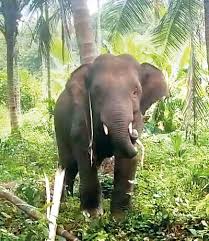 elephant Omkar के लिए जगह नहीं, महाराष्ट्र ने मदद के लिए कर्नाटक से संपर्क किया