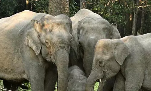 कुएं में गिरे 4 हाथी, वन विभाग की रेस्क्यू टीम पहुंची