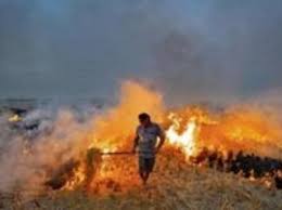 Punjab में पराली जलाने की घटनाएं बढ़ीं, एक दिन में 175 एफआईआर दर्ज