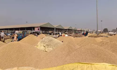 3 दिन बाद भी Fazilka में धान की खरीद नहीं, सरकारी एजेंसियां ​​लक्ष्य पूरा नहीं कर पाईं