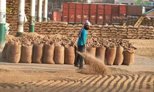 Jalandhar: पैदावार में भारी गिरावट के कारण किसानों को 10 हजार करोड़ रुपये का नुकसान